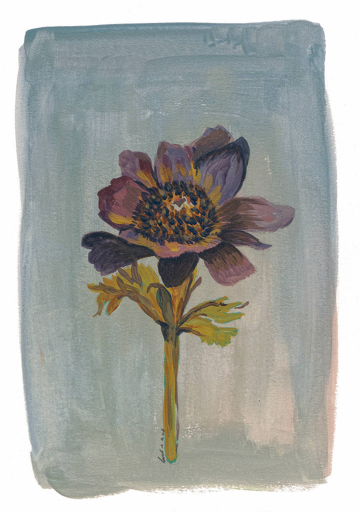 Still Life - Windflower