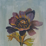 Still Life - Windflower